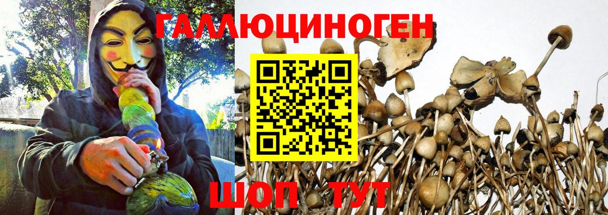 Батайск  цены   Вход с VPN  Галлюциногенные грибы GOLDEN TEACHER 